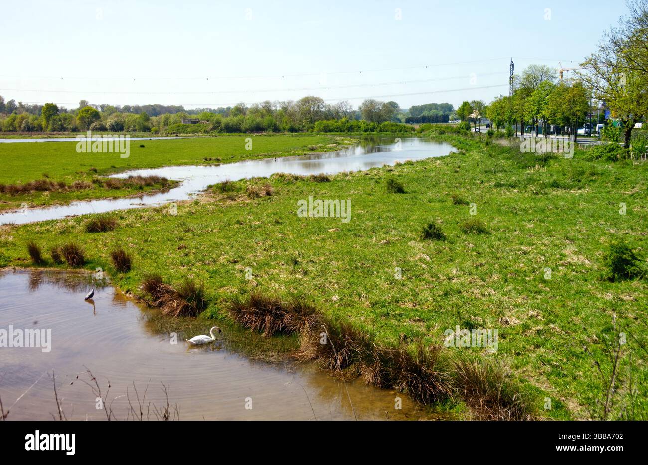 Cigno e aironi che si godono la tranquillità di un prato allagato in primavera, vicino a una strada asfaltata con auto che passano, offrendo un contrasto tra natura e urba Foto Stock