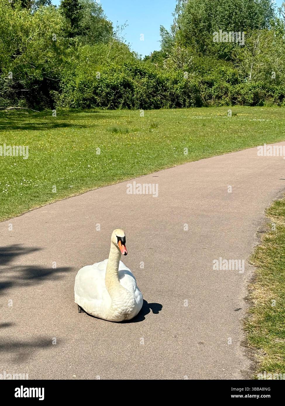 Swan seduto sul sentiero nel parco, Cambridge - Immagine stock catturata con smartphone