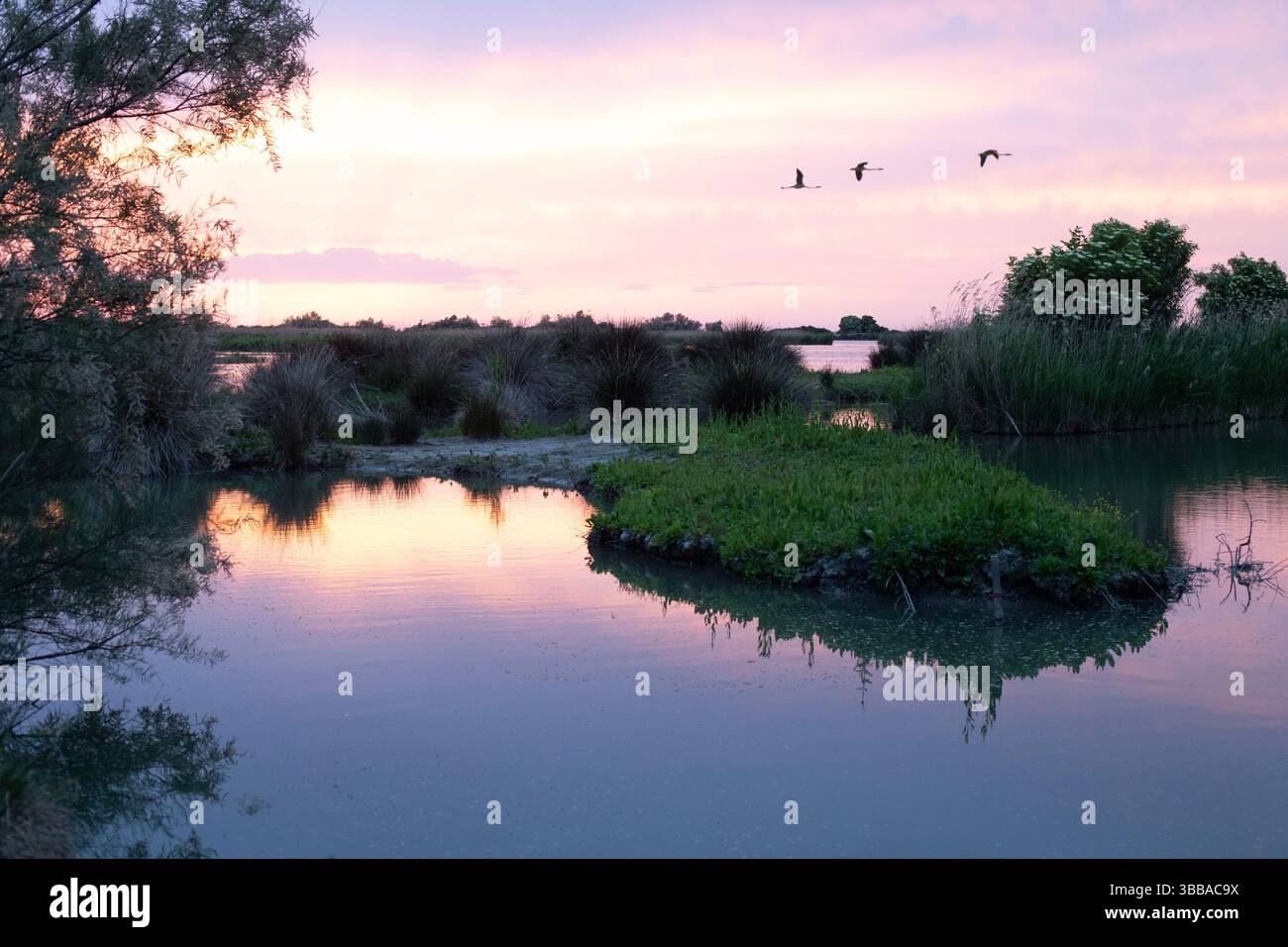 Paesaggio naturale del Delta del po illuminato dalla luce dorata del tramonto con fenicotteri che volano Foto Stock