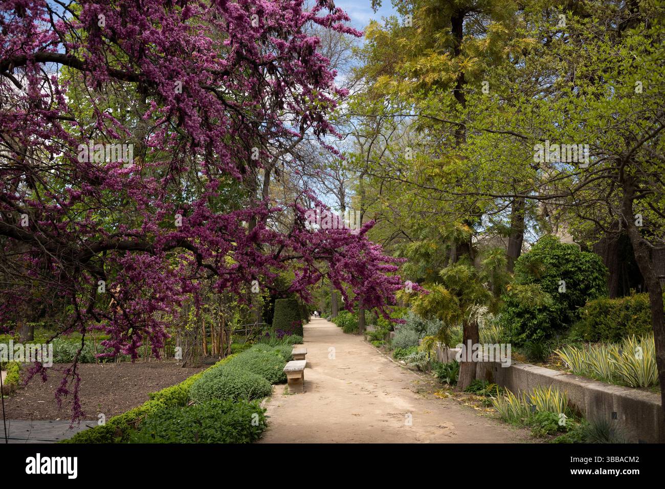 Il Real Jardín Botánico de Madrid, che ospita oltre 5000 diversi tipi di fiori, si trova accanto al Museo del Prado nel centro di Madrid, Spagna, Europa Foto Stock