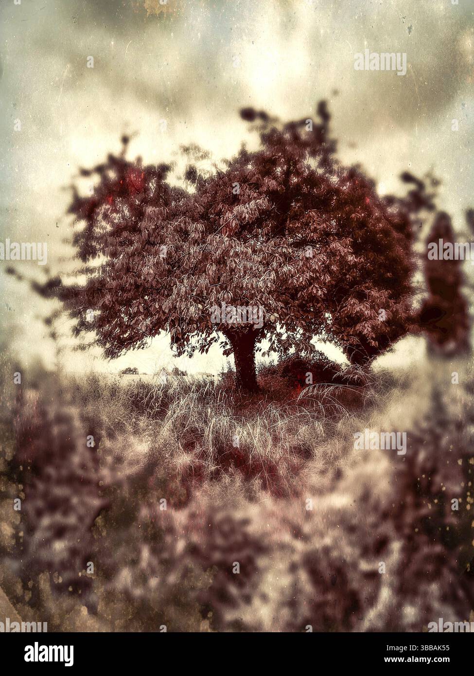 Applicazione software TinType per un'immagine di un albero di ciliegio. Foto Stock