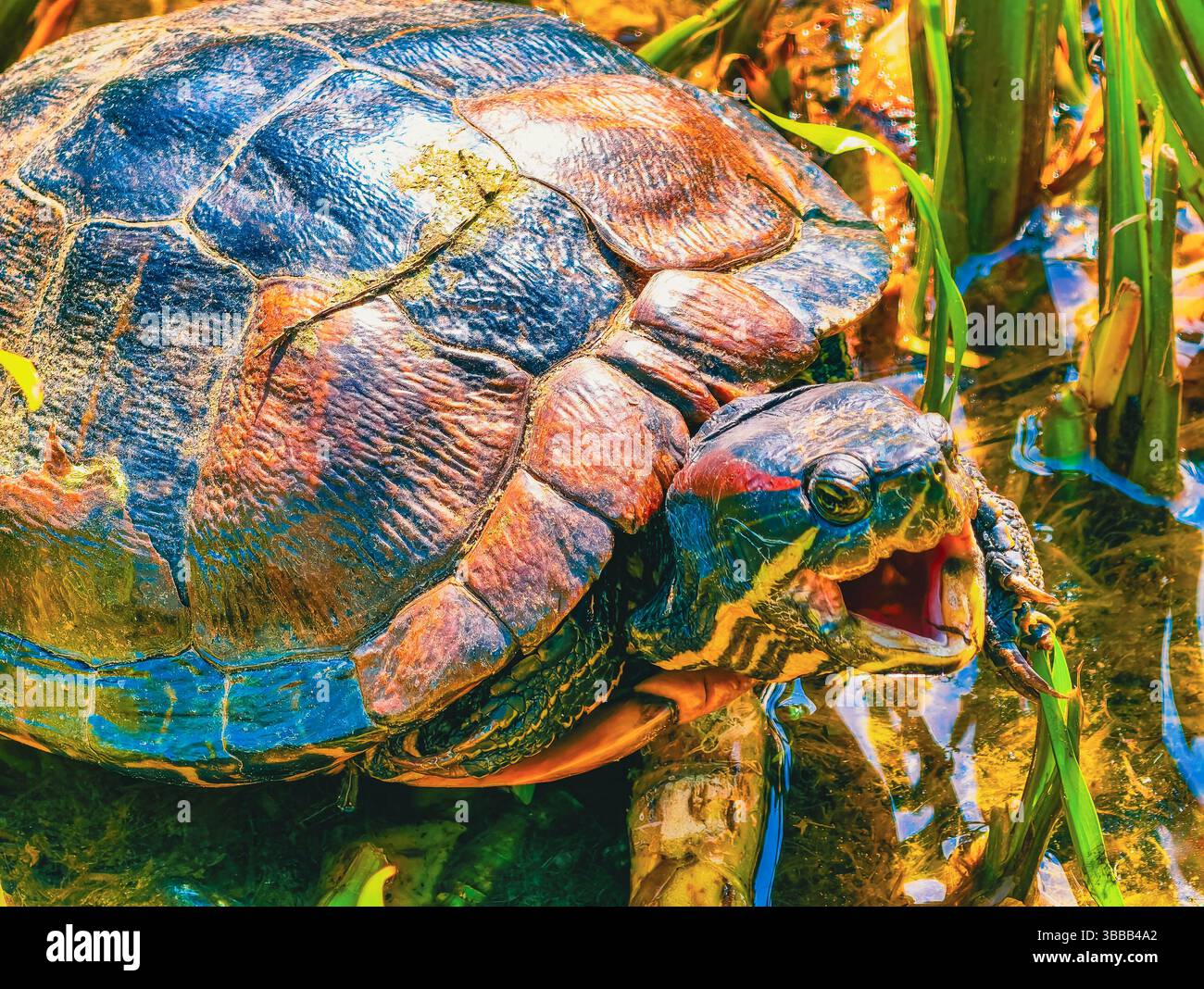 Primo piano di una tartaruga dai colori vivaci nel suo habitat naturale, circondato da acqua e vegetazione, che mostra intricati schemi di conchiglie e bellezza della natura. Tartaruga con la bocca aperta Foto Stock