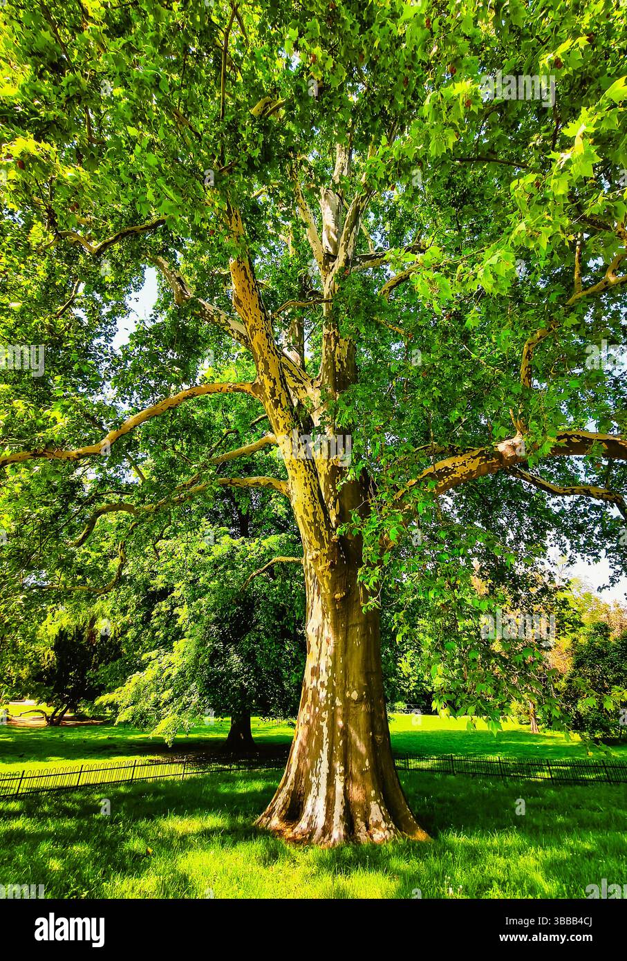 Albero maestoso con un tronco robusto e un lussureggiante baldacchino verde in un parco illuminato dal sole, che esemplifica la bellezza e la serenità della natura, perfetto per il relax e il divertimento all'aperto Foto Stock