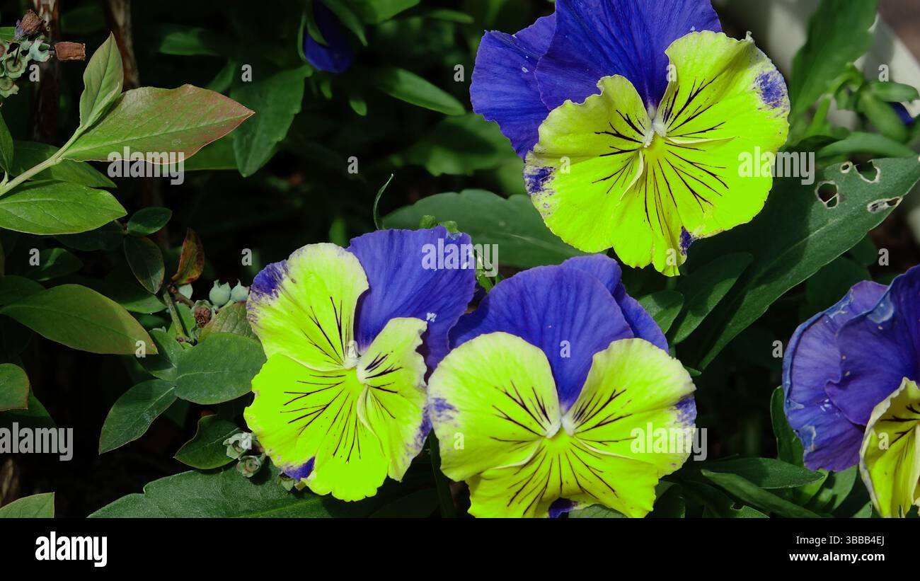 Primo piano dei vivaci fiori viola e giallo in fiore Foto Stock