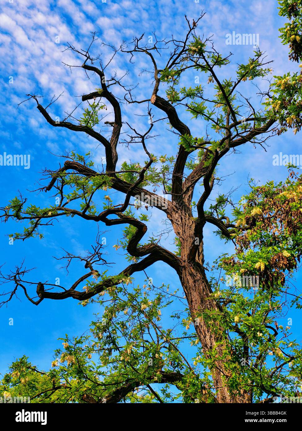 Albero maestoso con rami tortuosi contro un vivace cielo blu, che mostra la bellezza della natura e motivi intricati, ideale per temi di crescita e meraviglia naturale Foto Stock