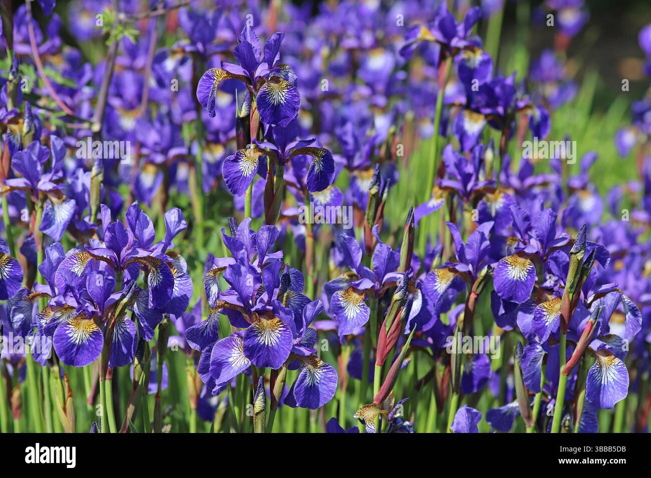Iris viola - Iris sibirica Foto Stock