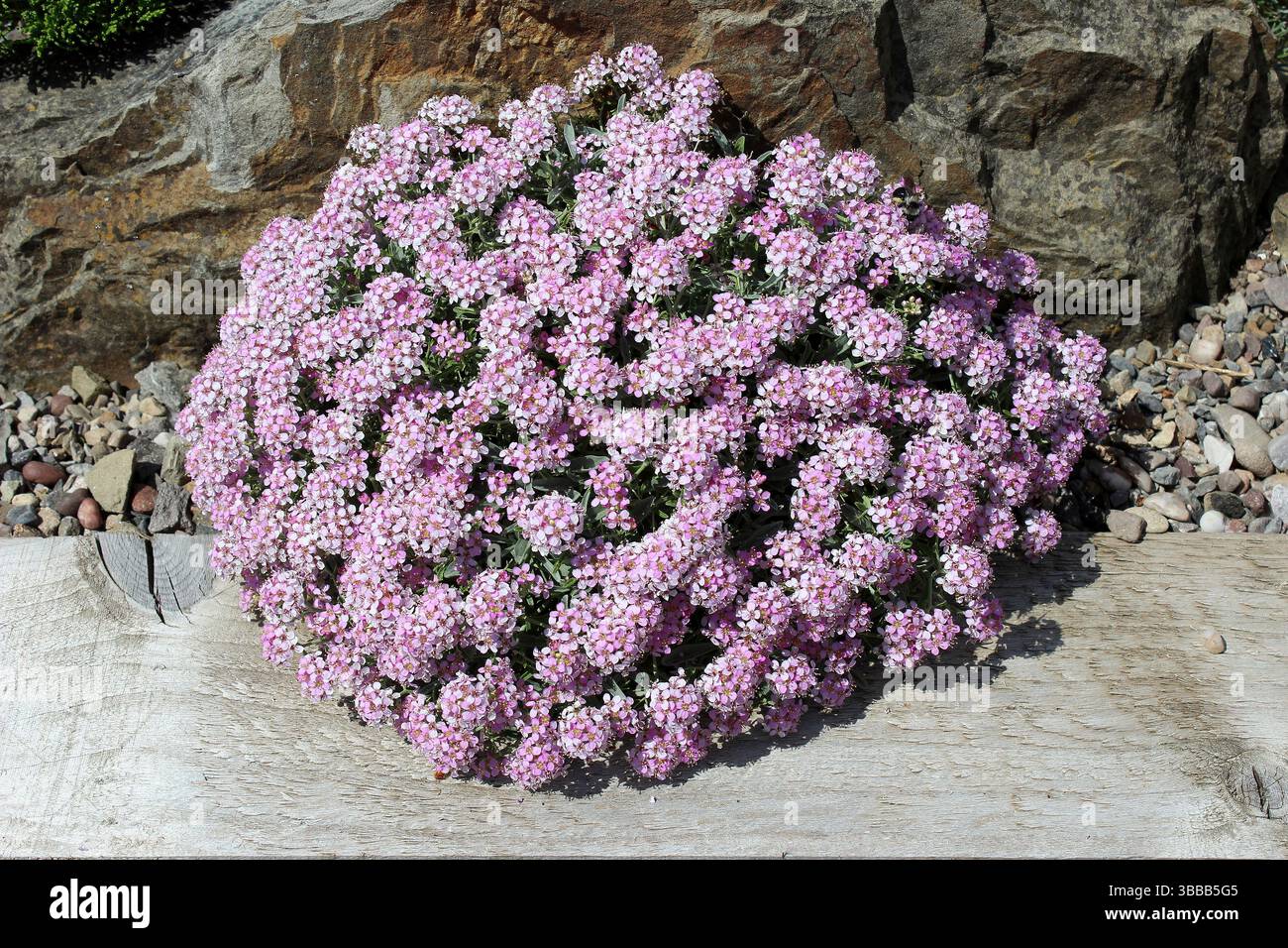 Rosa Rock Cress - Arabis caucasica "Pinkie" Foto Stock