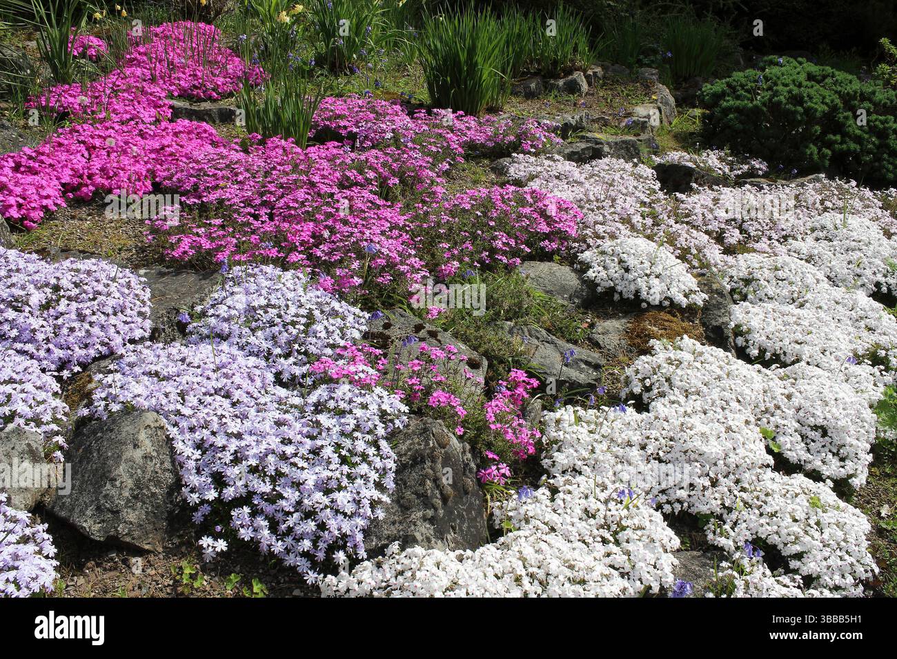 Giardino roccioso con cuscini di Alpine Phlox - Phlox subulata, tra cui Emerald Cushion, Pharao Red Eye Foto Stock