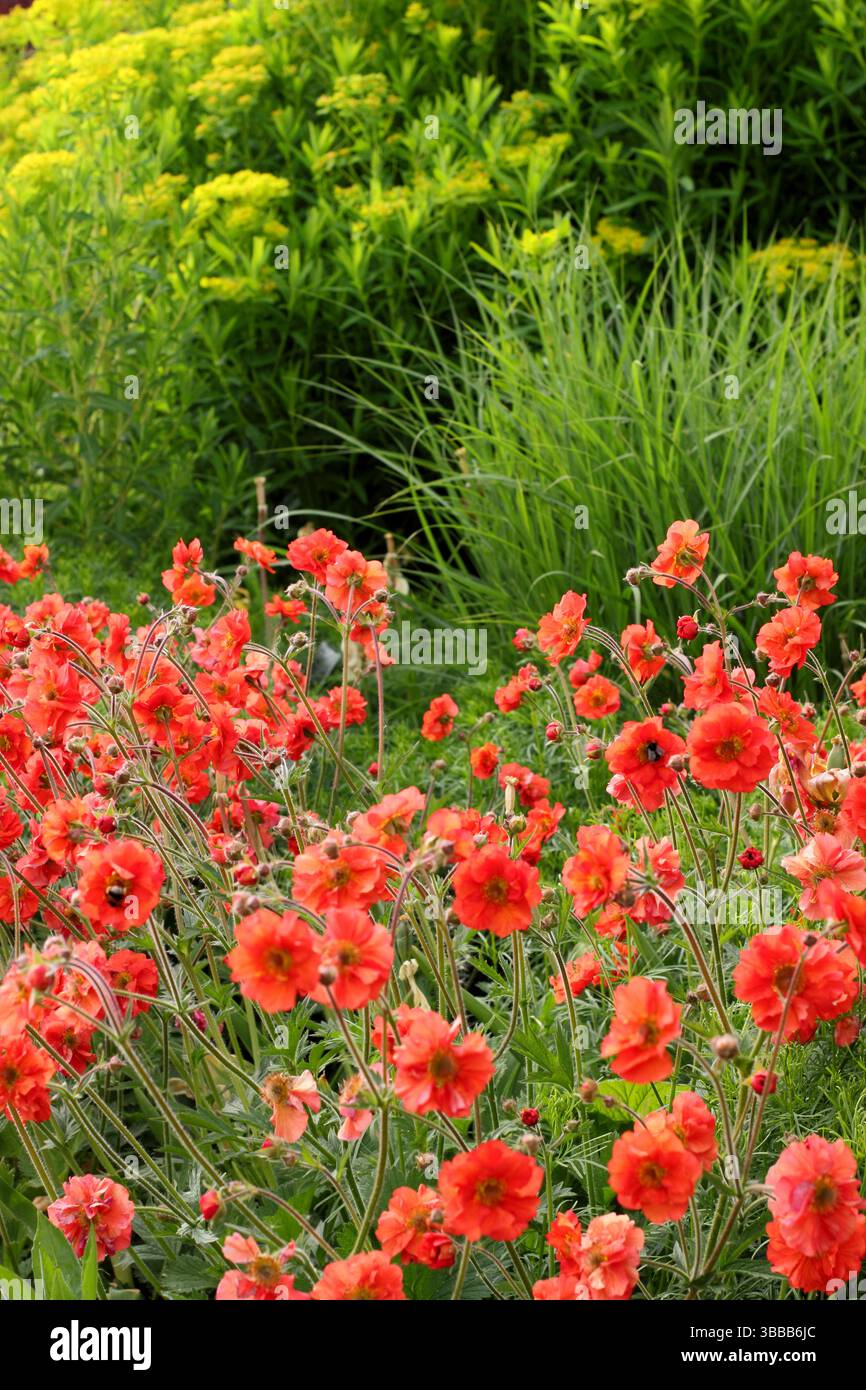 Geum Scarlet Tempest con Euphorbia griffithii 'Dixter' in un giardino di tarda primavera. REGNO UNITO Foto Stock