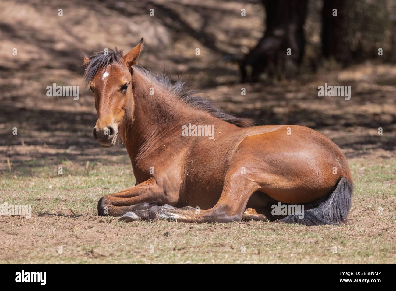 Un cavallo selvatico color castagno che si stende dopo essere stato rotolato nell'erba Foto Stock