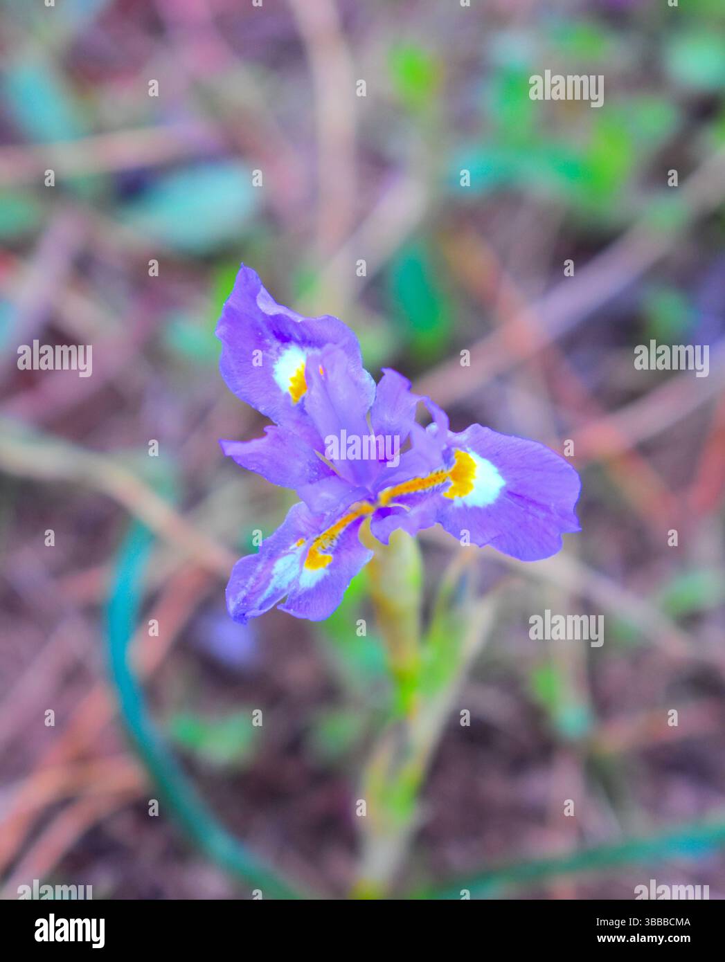 Moraea sisyrinchium Viola Fiore Foto Stock