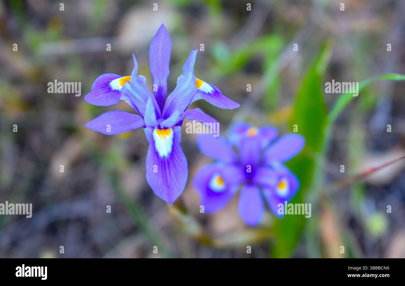 Moraea sisyrinchium Viola Fiore Foto Stock