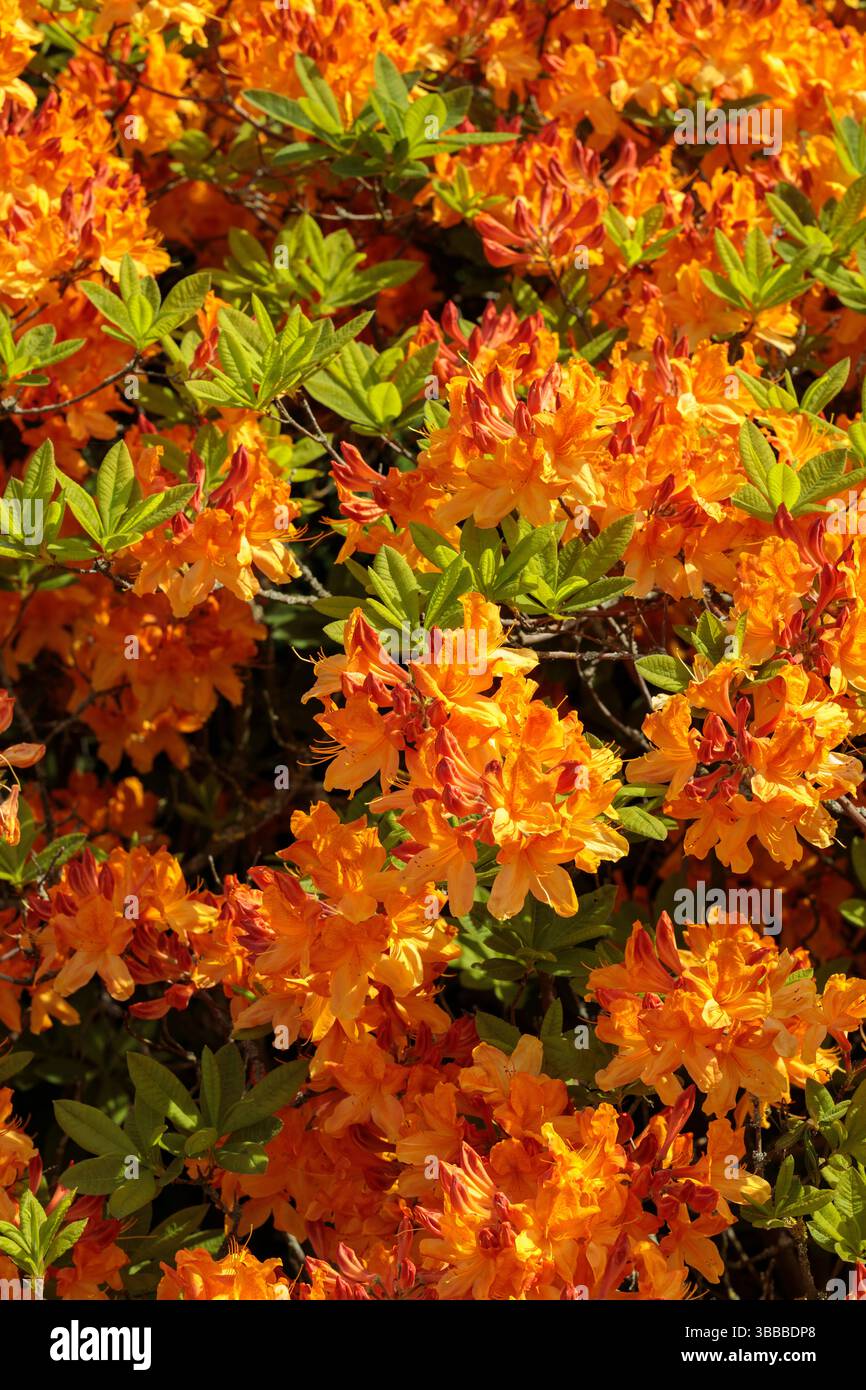 Ammassi di vivaci fiori di azalea arancione (Rododendro) in piena fioritura con foglie verdi fresche, catturati alla luce del sole. Foto Stock