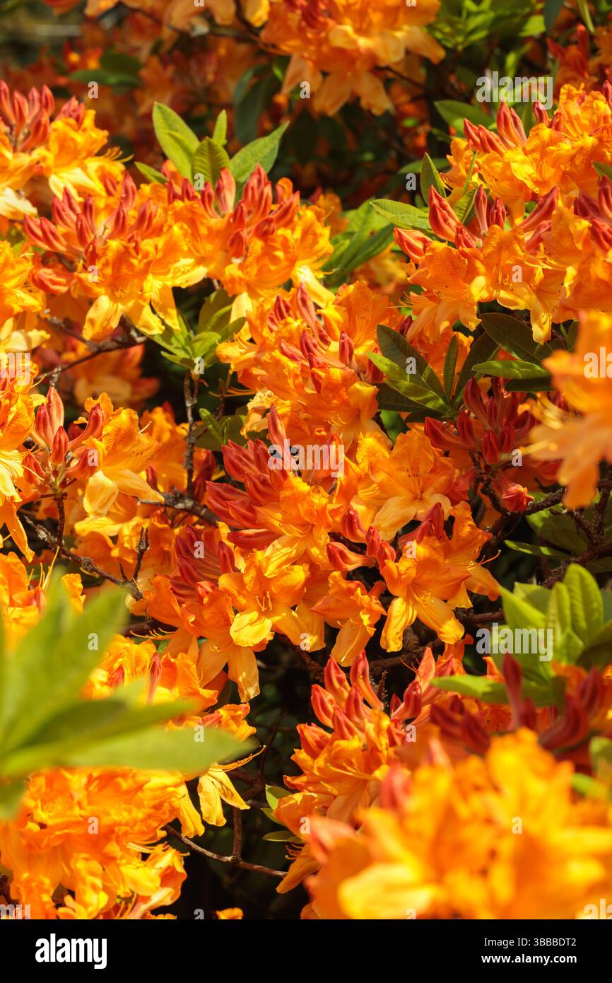 Ammassi di vivaci fiori di azalea arancione (Rododendro) in piena fioritura con foglie verdi fresche, catturati alla luce del sole. Foto Stock