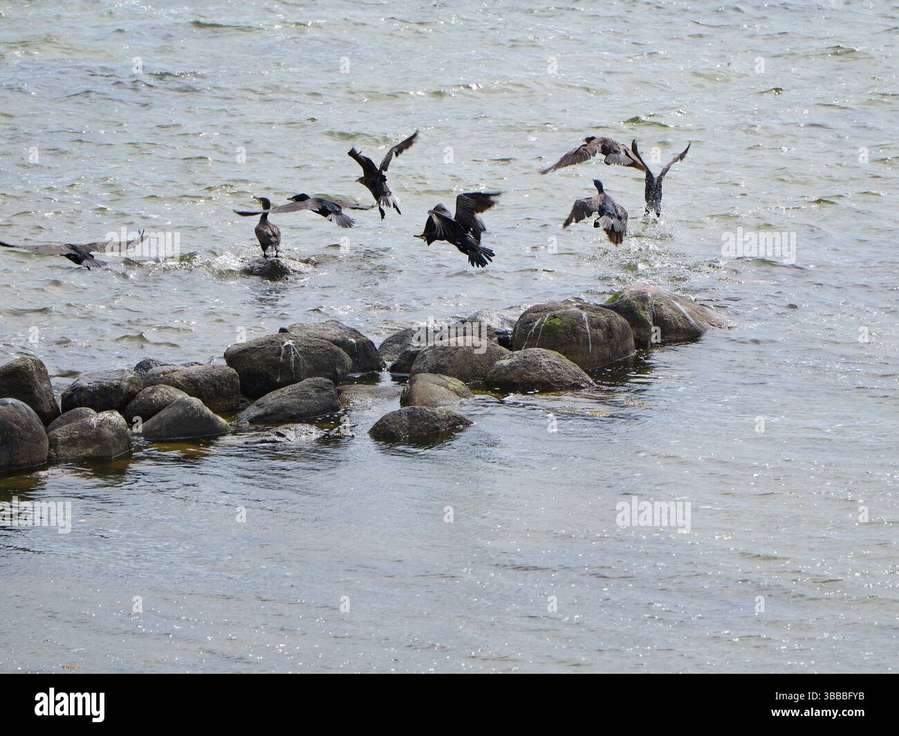 I cormorani decollano dal muro di pietra per pescare. Le loro ali scivolano la superficie dell'acqua. Foto Stock