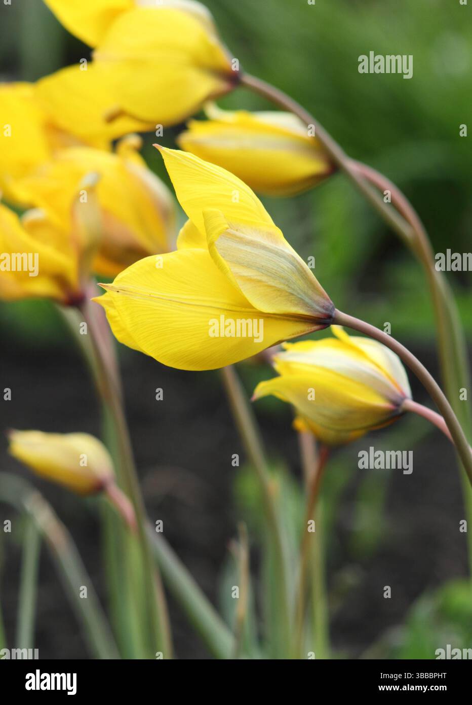 Tulipa Sylvestris. Tulipani selvatici caratteristici fiori di giallo profumato in primavera. REGNO UNITO Foto Stock