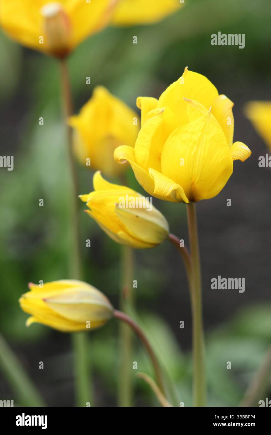 Tulipa Sylvestris. Tulipani selvatici caratteristici fiori di giallo profumato in primavera. REGNO UNITO Foto Stock