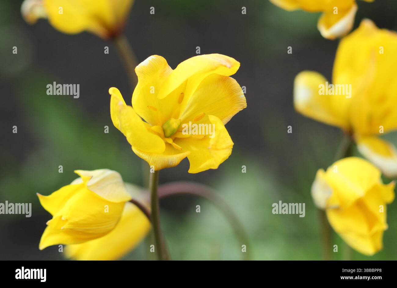 Tulipa Sylvestris. Tulipani selvatici caratteristici fiori di giallo profumato in primavera. REGNO UNITO Foto Stock