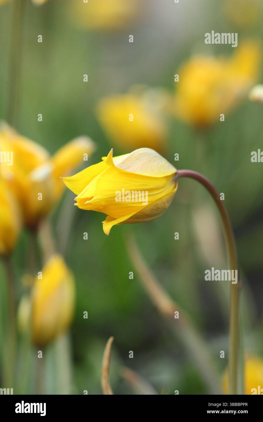 Tulipa Sylvestris. Tulipani selvatici caratteristici fiori di giallo profumato in primavera. REGNO UNITO Foto Stock