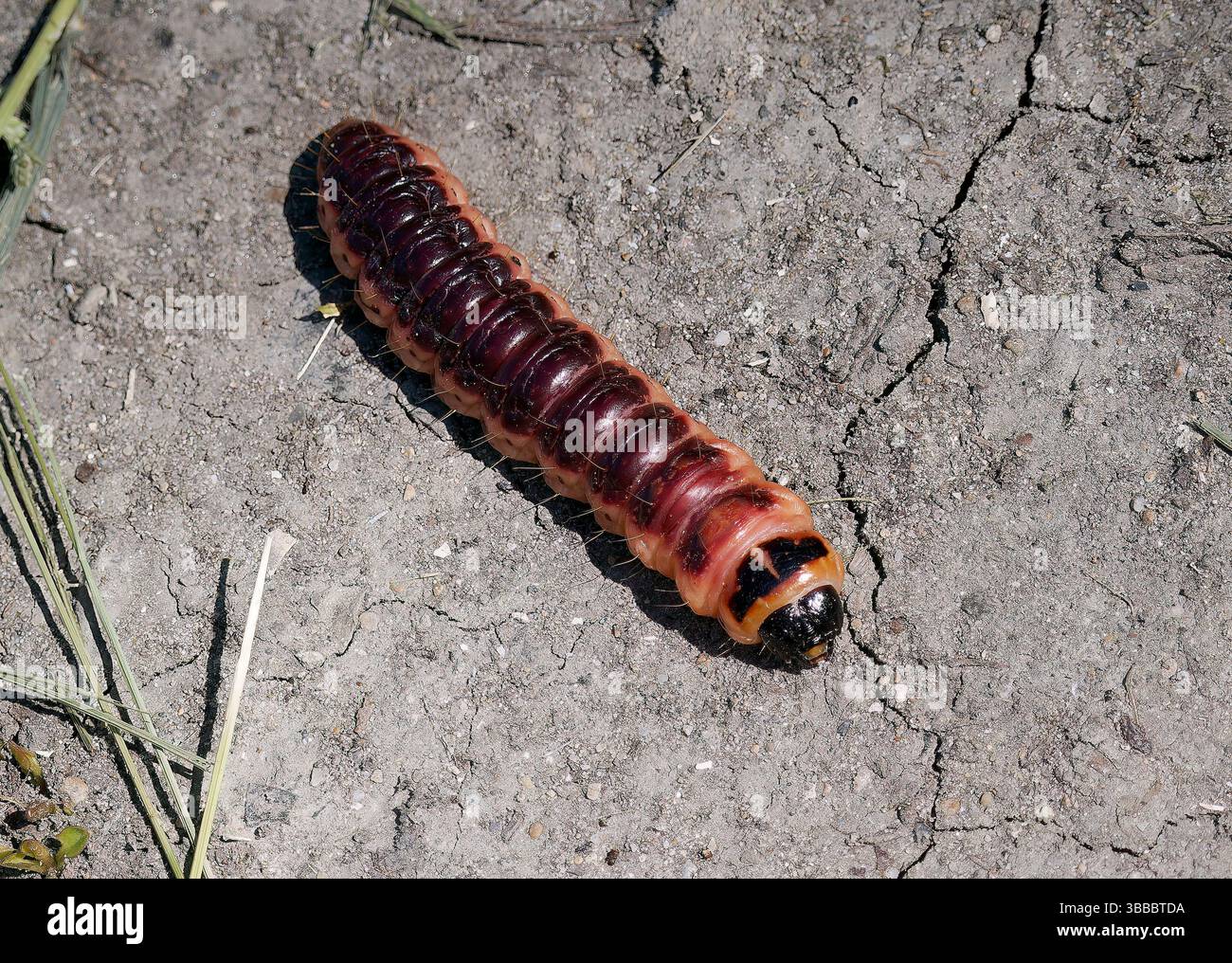 Falena di capra caterpillar, Weidenbohrer, Cossus gâte-bois, cossus cossus, nagy farontólepke, riserva naturale dei laghi di Rétszilas, Transdanubia, Ungheria, Europa Foto Stock