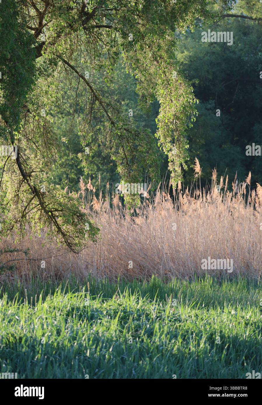 Il sole mattutino fa diventare rosso le canne Foto Stock
