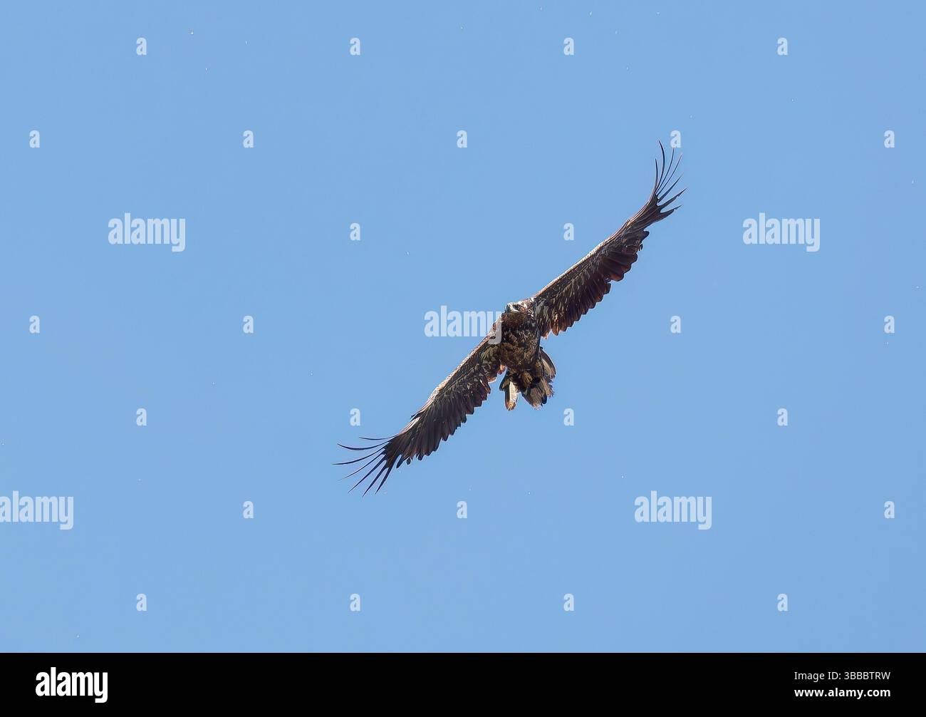 Aquila dalla coda bianca, aquila di mare eurasiatica, Seeadler, Pygargue à Queue Blanche, Haliaeetus albicilla, rétisas, riserva naturale dei laghi Rétszilas, Transdanubia Foto Stock