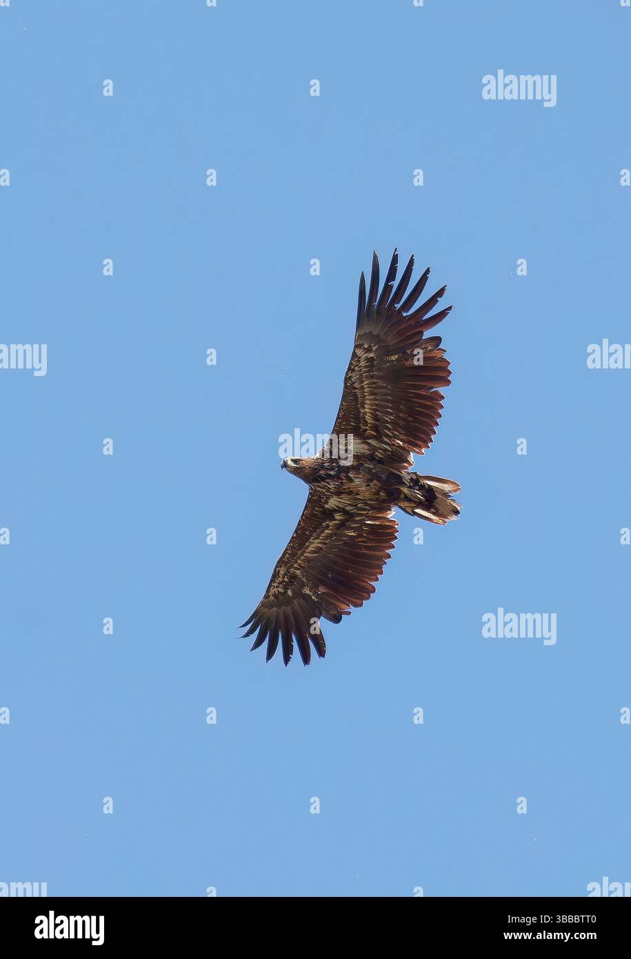 Aquila dalla coda bianca, aquila di mare eurasiatica, Seeadler, Pygargue à Queue Blanche, Haliaeetus albicilla, rétisas, riserva naturale dei laghi Rétszilas, Transdanubia Foto Stock