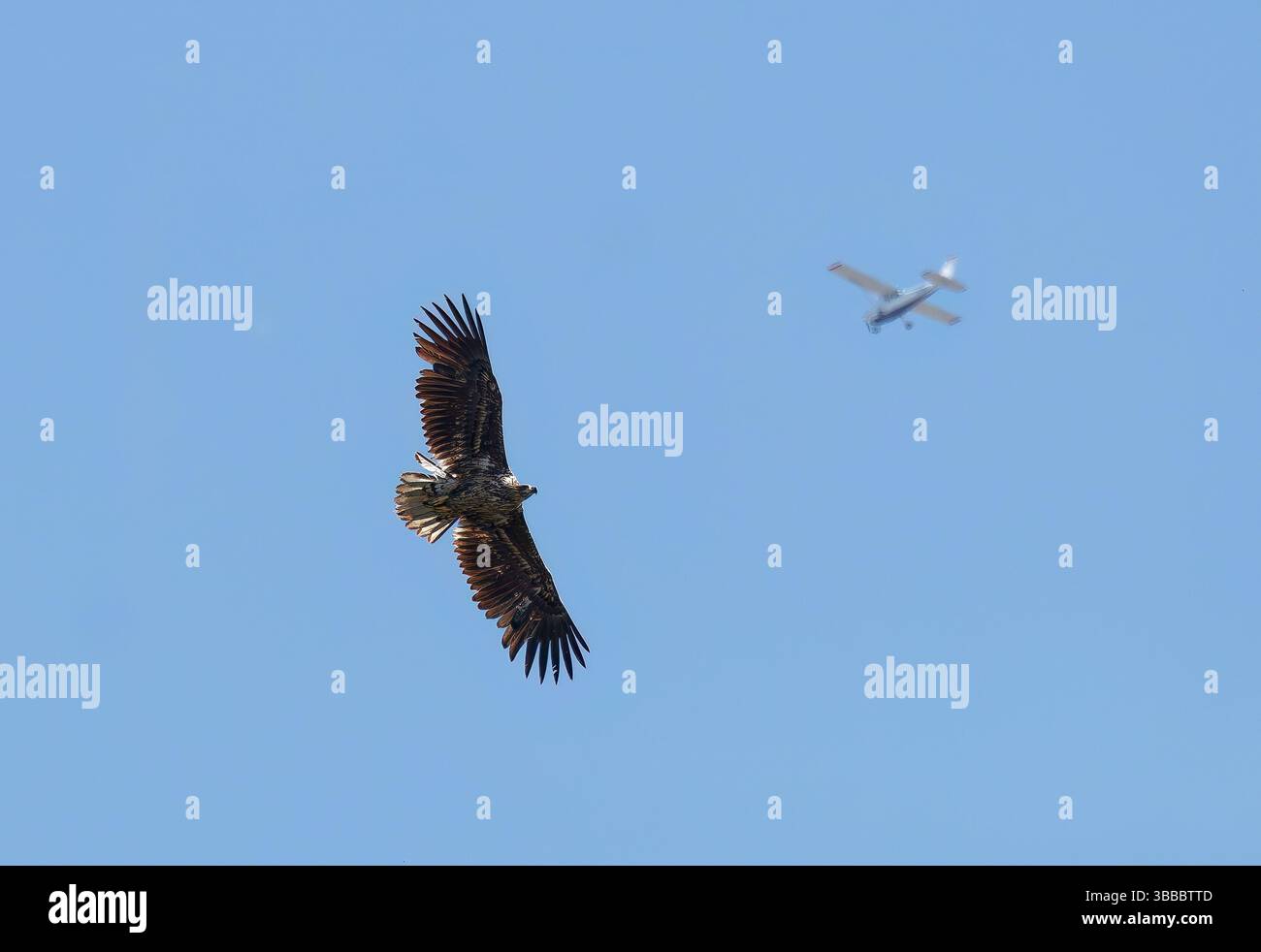 Aquila dalla coda bianca, aquila di mare eurasiatica, Seeadler, Pygargue à Queue Blanche, Haliaeetus albicilla, rétisas, riserva naturale dei laghi Rétszilas, Transdanubia Foto Stock