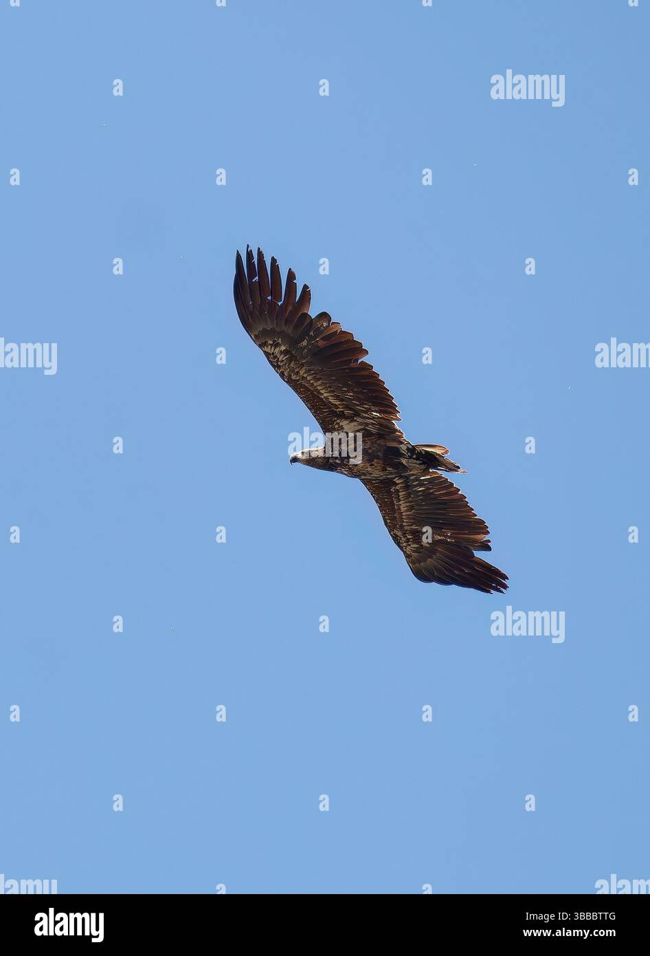 Aquila dalla coda bianca, aquila di mare eurasiatica, Seeadler, Pygargue à Queue Blanche, Haliaeetus albicilla, rétisas, riserva naturale dei laghi Rétszilas, Transdanubia Foto Stock