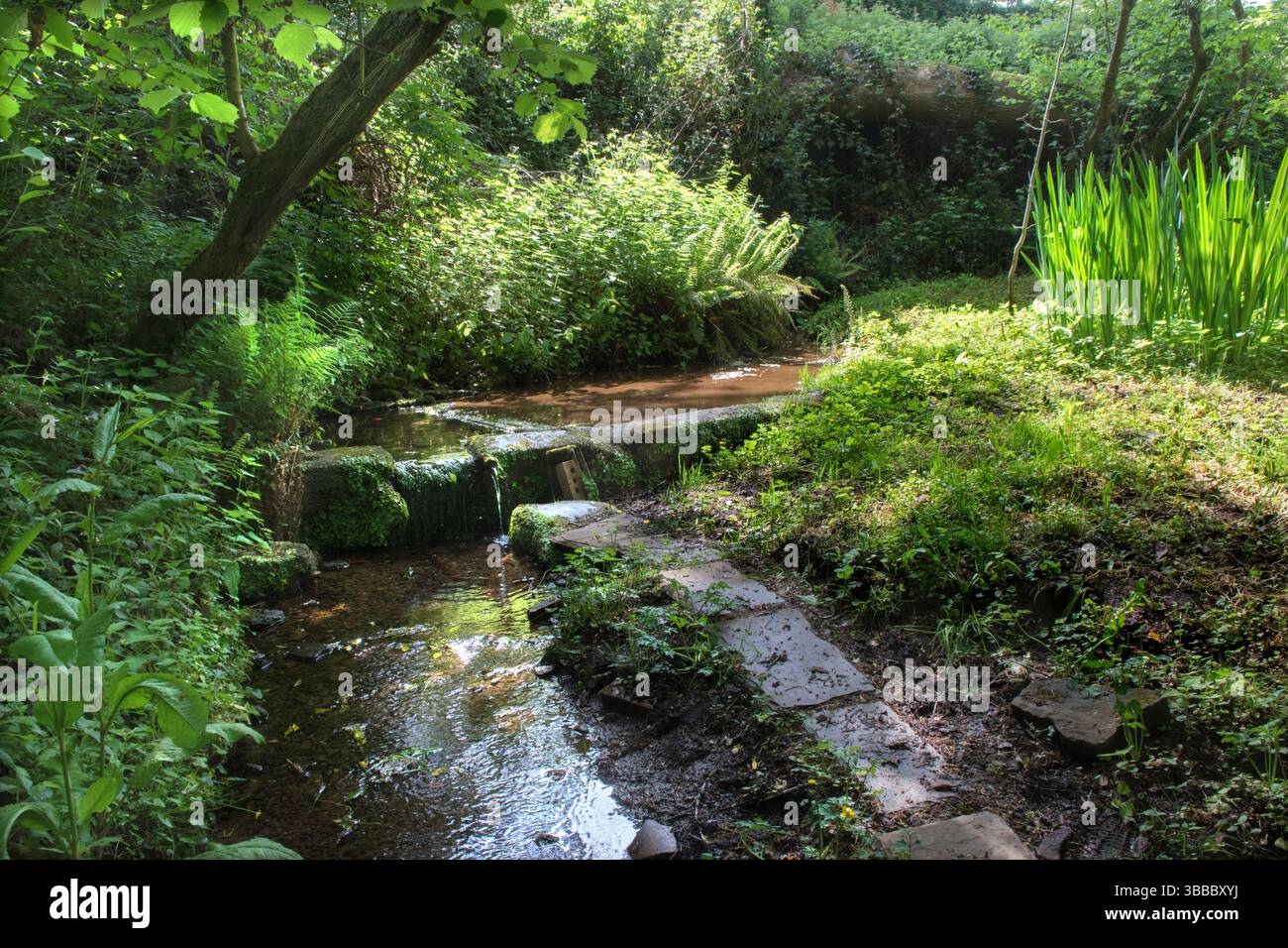 St Dyfrigs Holy Well, Hentland, Herefordshire. Il pozzo Santo è costruito con due camere di pietra poco profonde, note come lipwell. Sulla sinistra una camera raccoglie acqua potabile da cui i pellegrini possono bere (tubo di traboccamento con acqua in uscita). Dall'altra parte, il lato giusto da cui i loro animali bevono. Un flusso di trabocco è in primo piano. St Dubricius Church, Hentland, Herefordshire, Inghilterra 2025 UK 2020s HOMER SYKES Foto Stock