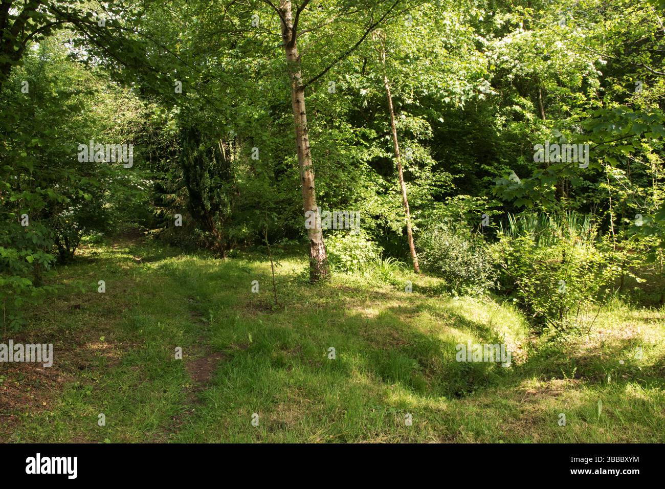 Il Parson Common nei terreni della chiesa di San Dubricio, Hentlnd Herefordshire, Inghilterra 2025 UK 2020s HOMER Sykes Foto Stock