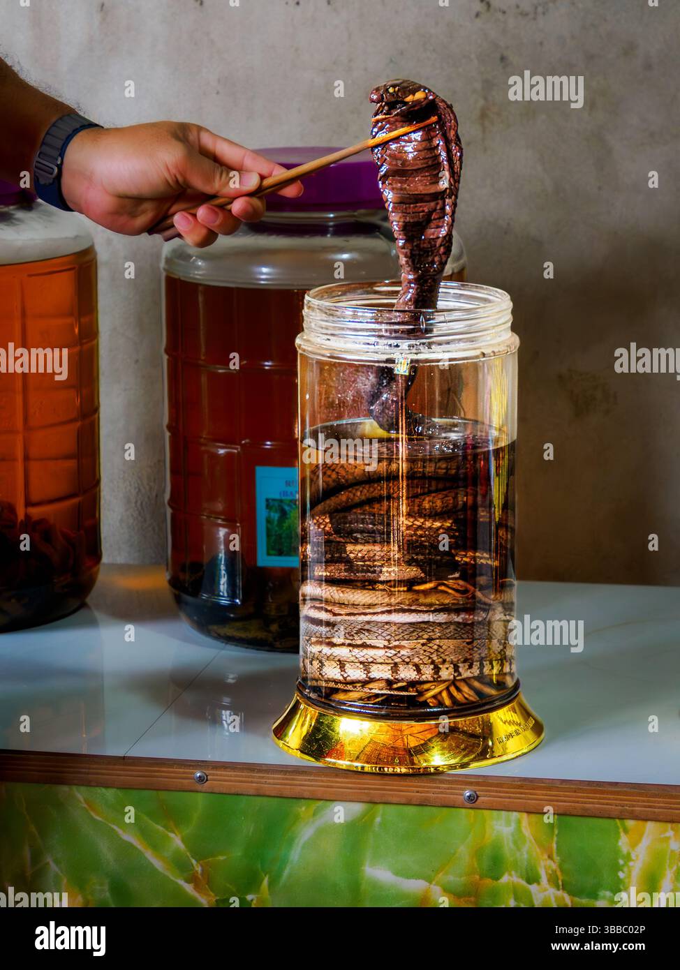 Una dimostrazione di come viene prodotto il vino serpente, CA BEI, Vietnam Foto Stock