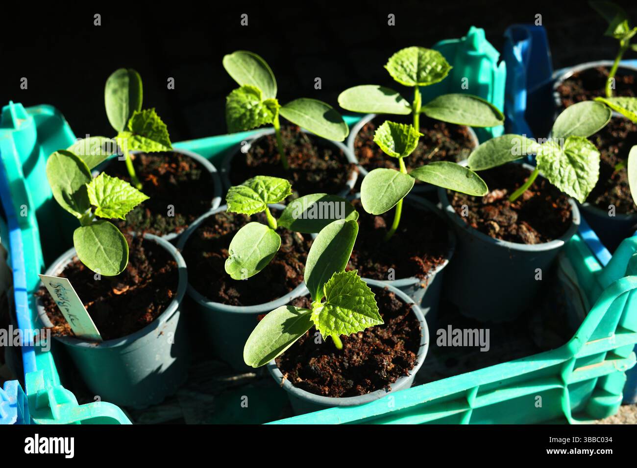 piantine in pentole, germogli per la semina, cetrioli, pomodori, basilico, nel terreno, nel terreno, pronto per la semina Foto Stock