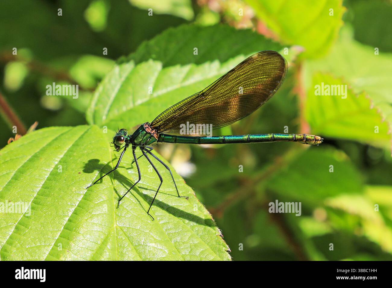 Una bellissima femmina Demoiselle Damselfly, (Calopteryx virgo) arroccata su una foglia, Cornovaglia, Inghilterra, Regno Unito Foto Stock