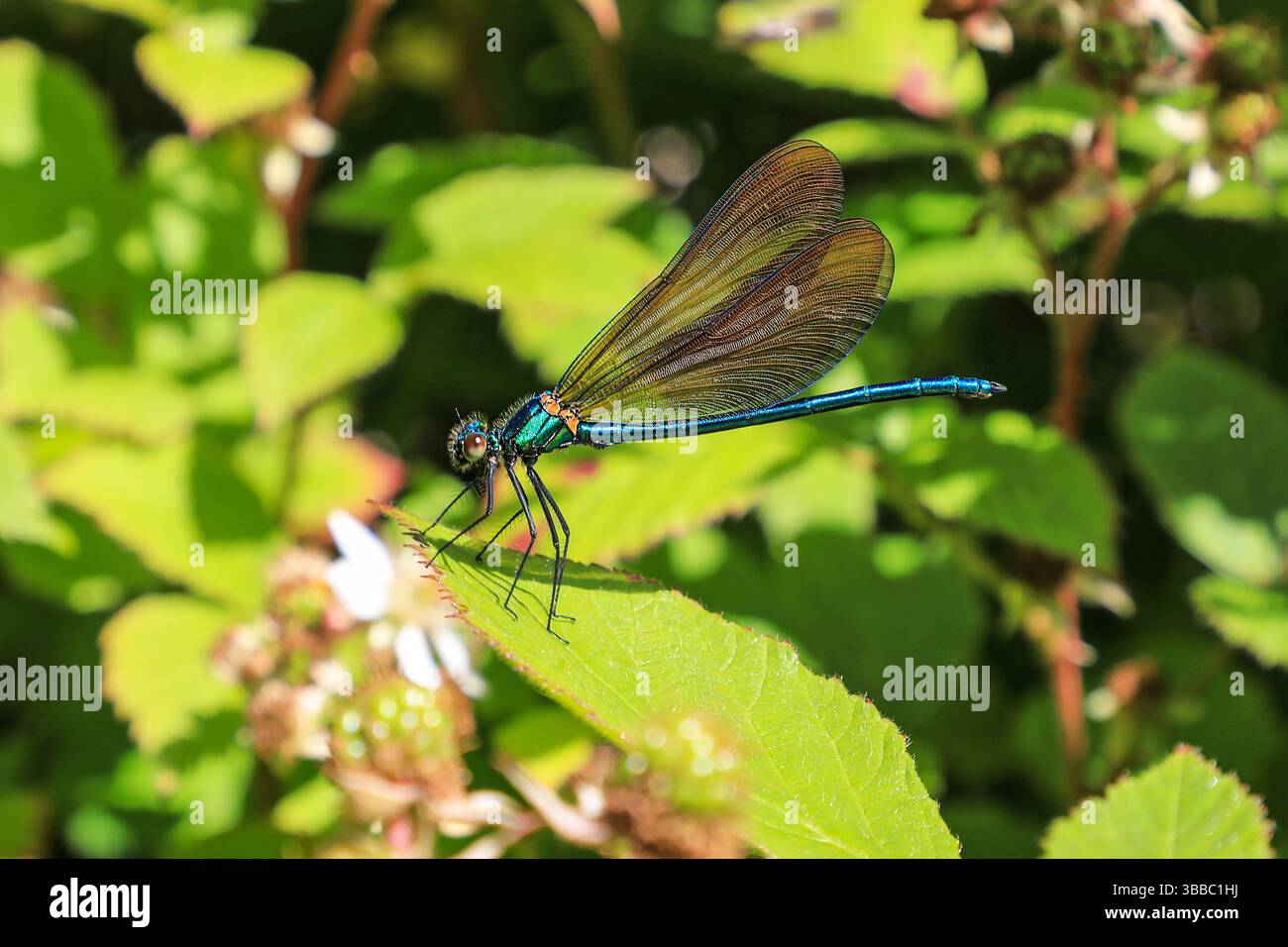 Un uomo bellissimo Demoiselle Damselfly, (Calopteryx virgo) arroccato su una foglia, Cornovaglia, Inghilterra, Regno Unito Foto Stock