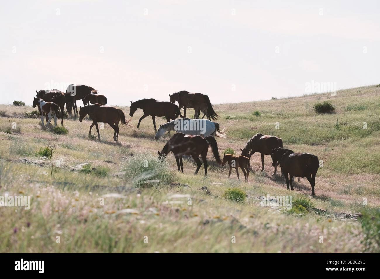 Una mandria di cavalli, puledri e puledri camminano lungo le colline della steppa nel caldo della giornata in cerca di cibo Foto Stock