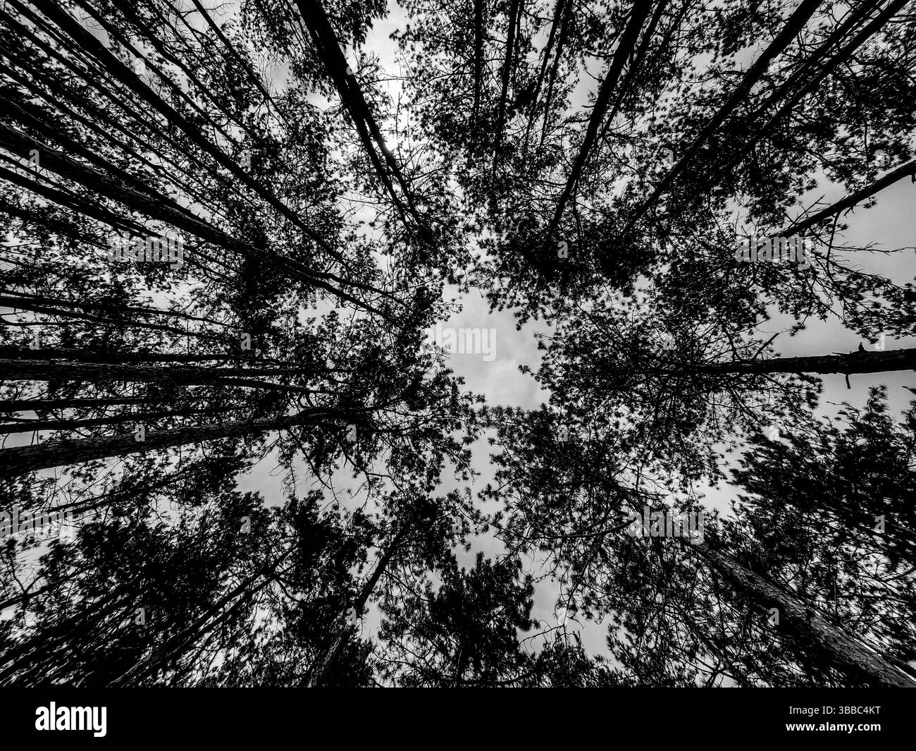 Incorniciato dalla natura – guardando in alto attraverso gli alberi. Tonalità monocromatiche. Foto Stock