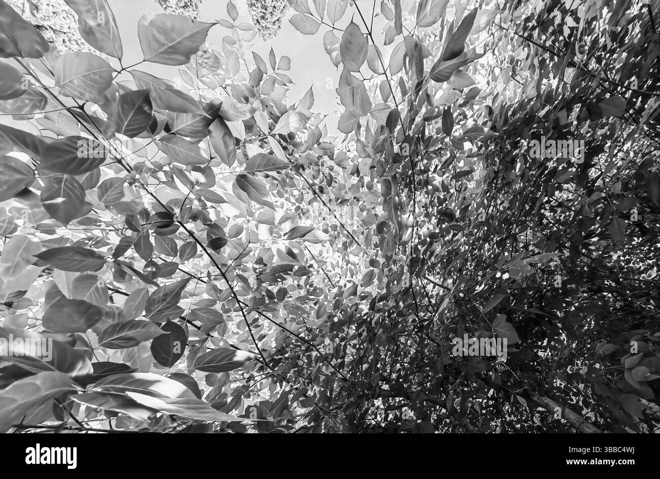 Tettuccio monocromatico – rami ad albero dal basso Foto Stock