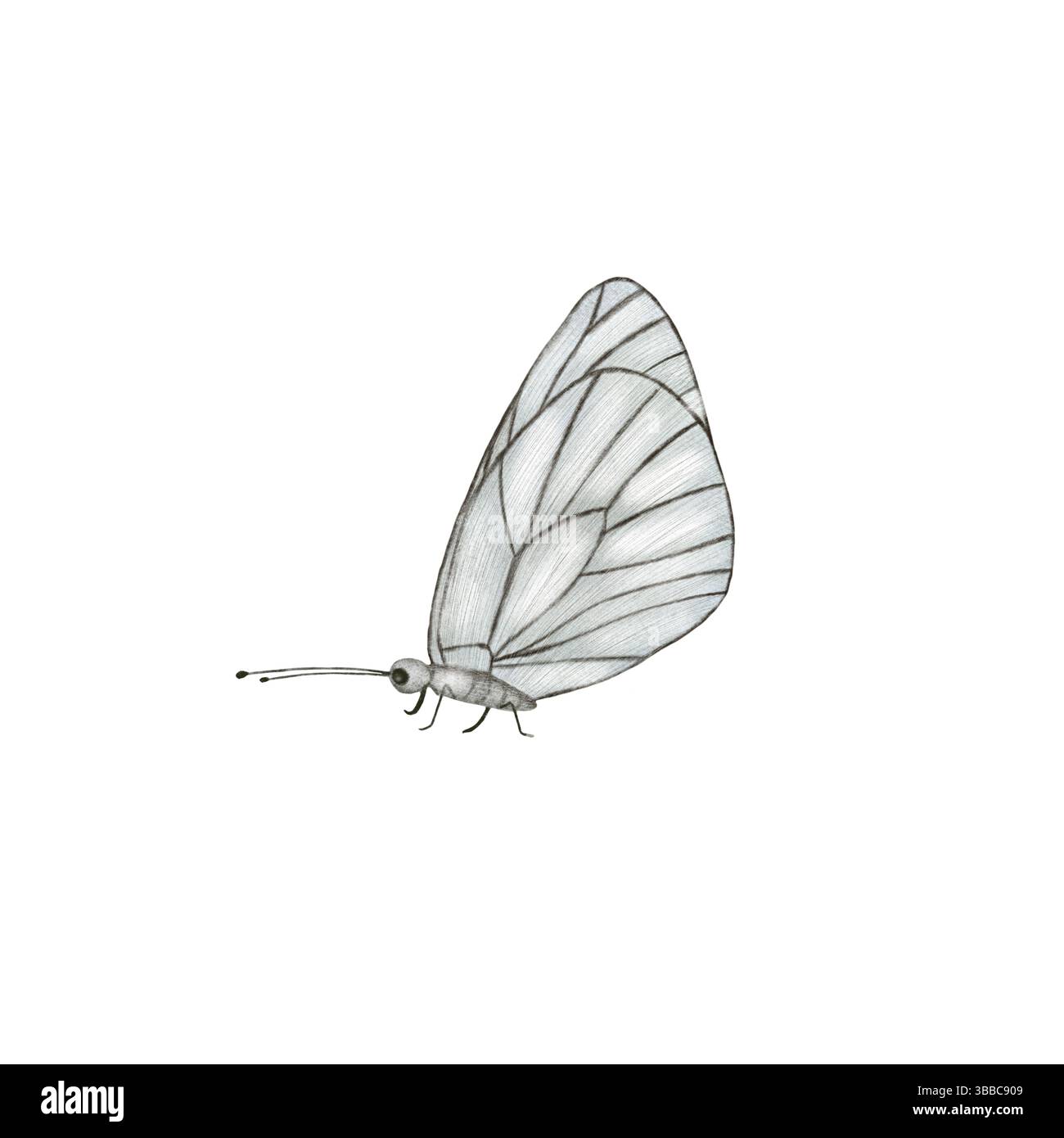 Illustrazione di farfalle bianche e grigie, farfalla bianca isolata su sfondo bianco, elementi a farfalla in tecnica acquerello Foto Stock