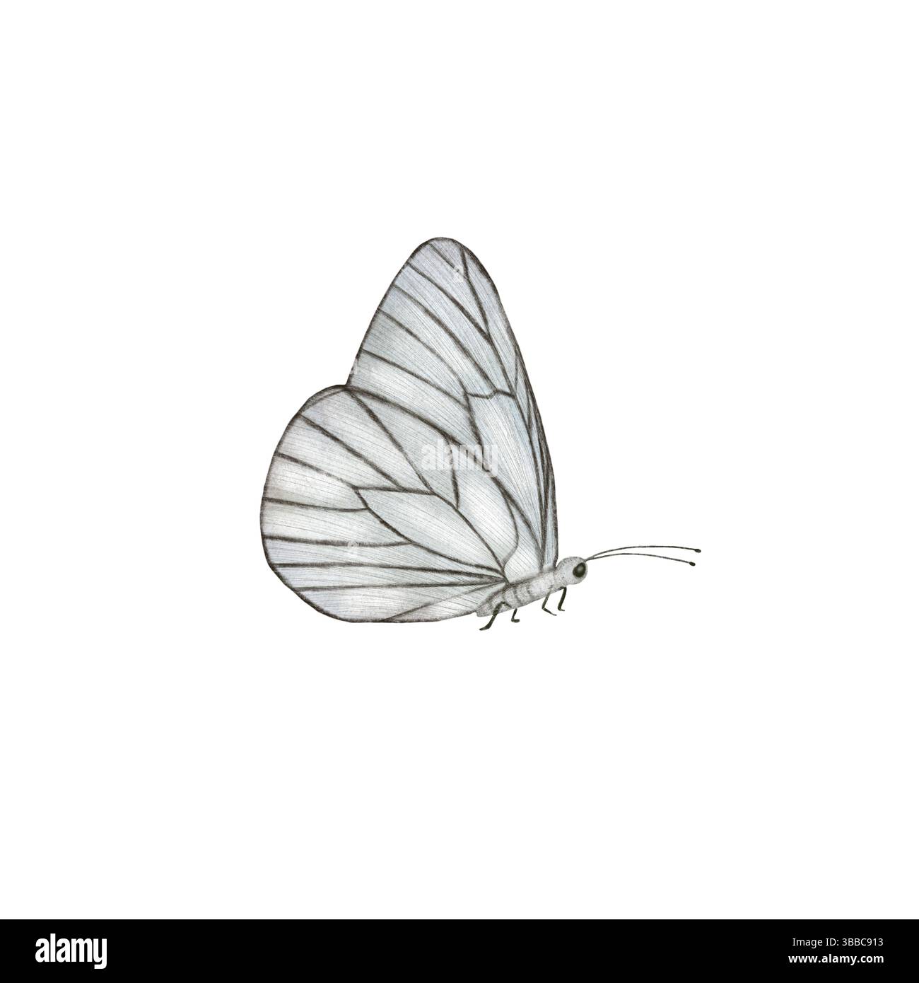 Illustrazione di farfalle bianche e grigie, farfalla bianca isolata su sfondo bianco, elementi a farfalla in tecnica acquerello Foto Stock