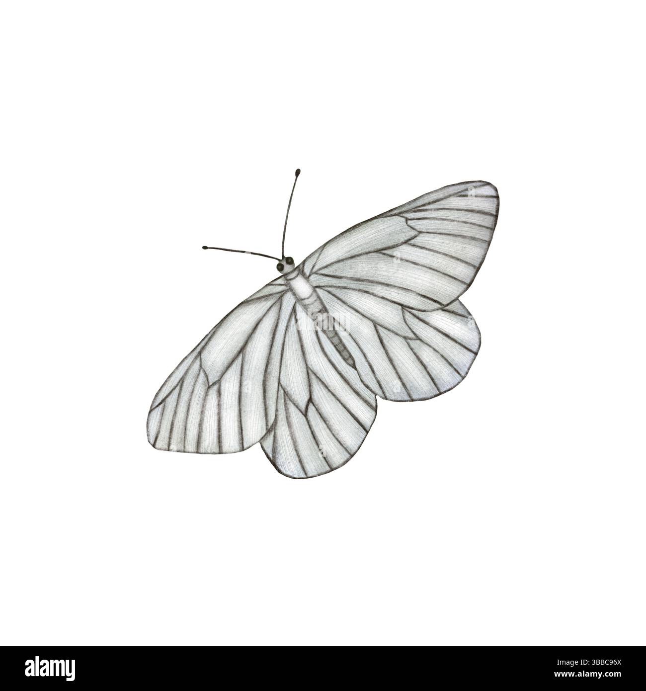 Illustrazione di farfalle bianche e grigie, farfalla bianca isolata su sfondo bianco, elementi a farfalla in tecnica acquerello Foto Stock