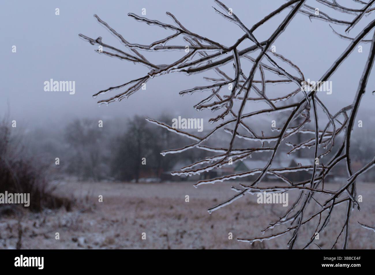 alberi ghiacciati come cristallo sotto la pioggia e gelo sullo sfondo delle case del villaggio Foto Stock
