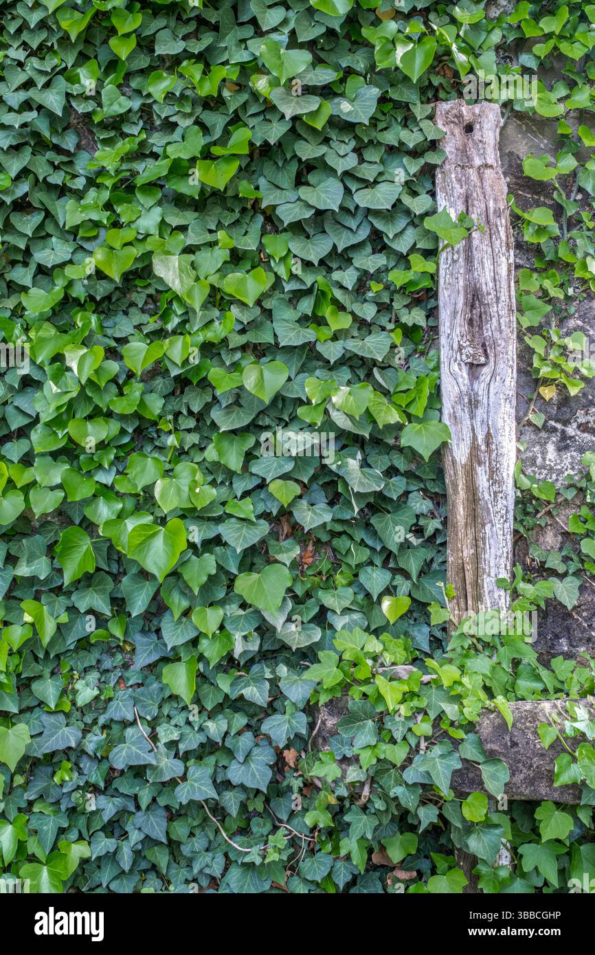 Tappeto denso di foglie di edera verde che ricoprono la superficie in pietra con palo in legno intemprato. Primo piano di un fogliame lucido a forma di cuore che crea un Foto Stock