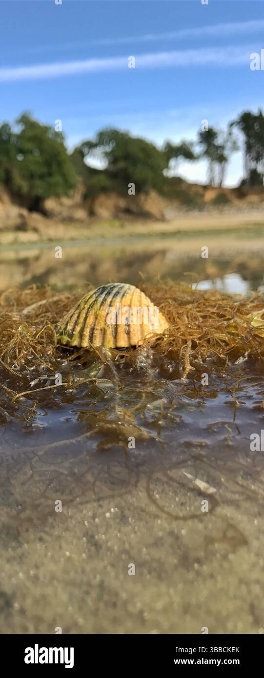 Una vista ravvicinata di un conchiglia tra alghe marine, su una spiaggia sabbiosa sotto un cielo limpido. Ideale per l'uso come immagine di intestazione, che mostra la bellezza della costa Foto Stock