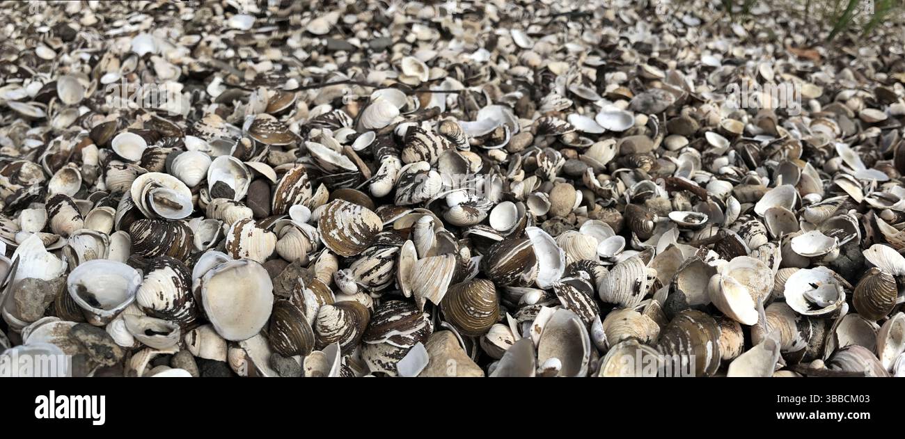 Ampia vista di numerose conchiglie sparse su una spiaggia sabbiosa, evocando serenità oceanica e bellezza naturale. Ideale per esplorare temi costieri e marin Foto Stock