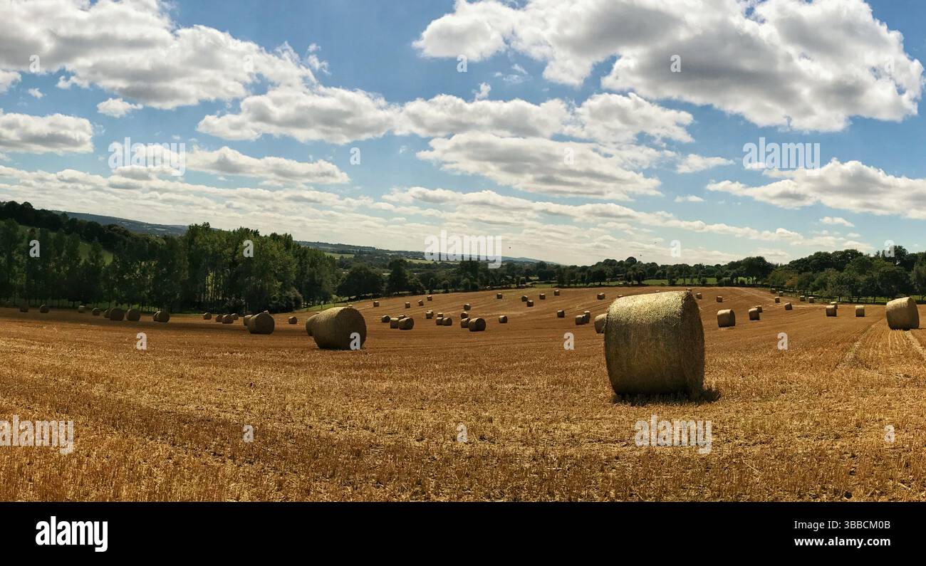 Soleggiato paesaggio rurale caratterizzato da balle di fieno in un grande campo sotto un cielo blu con nuvole sparse. L'ampia vista panoramica mette in risalto la bellezza della natura Foto Stock