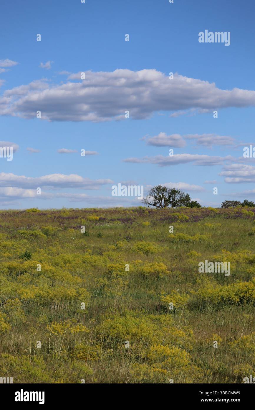 Colza e salvia con alberi sparsi Foto Stock