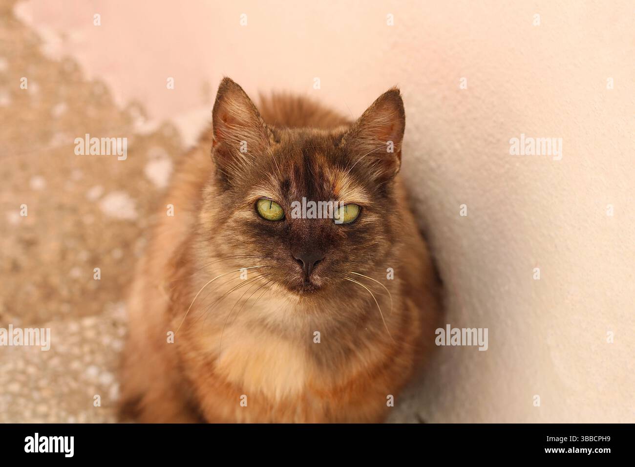 Primo piano di un gatto di tartaruga con occhi verdi seduti vicino a una parete pastello in luce naturale. Espressione calma e texture di pelliccia dettagliata visibili. Foto Stock
