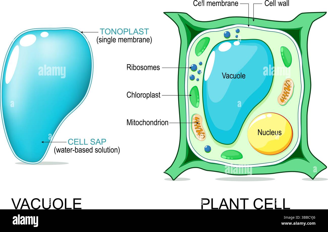 Anatomia delle cellule vegetali. Struttura vuoto. Illustrazione vettoriale. poster. Diagramma schematico Illustrazione Vettoriale