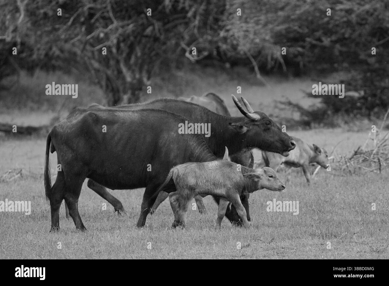 Immagine in bianco e nero dei vitelli di bufalo d'acqua che rimangono vicini al loro allevamento per proteggersi dai predatori in natura. Foto Stock